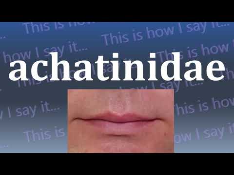 This is How I Say...achatinidae