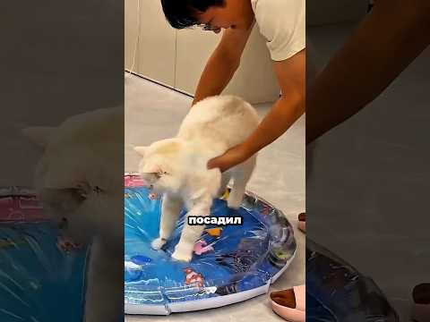 Сначала им понравилось… потом случился хаос! 😱