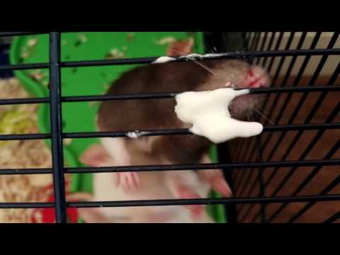 The rat(s) that got the cream