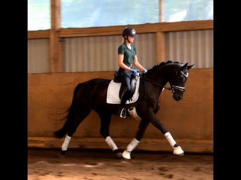 Despacita, Hann. Stute geb. 2021 v. Despacito - Dauphin