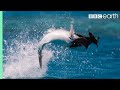 Fish Vs Bird | Blue Planet II | BBC Earth