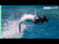 Fish Vs Bird Blue Planet II BBC Earth