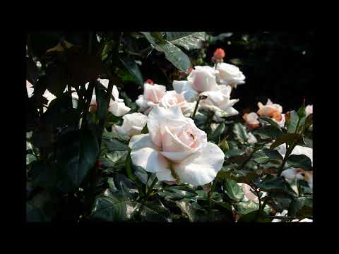 Philippe Alexandre Belisle - Nostalgia