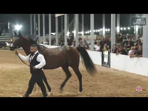 N 413 MONTASER EL TALIB AG   Israel Breeders' Show 2023   Stallions 9+ Years Old Class 42