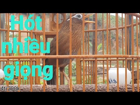 Hoạ Mi Hót Giọng Rừng Quá Đỉnh - Hoạ Mi Hót Đấu Căng Lửa - Luyện Giọng Rừng Hay Nhất Vinh Bắc Bộ