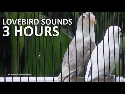 3 Hour Lovebirds Sounds (Duo) - Pastel Violet & Pastel Mauve Black Masked