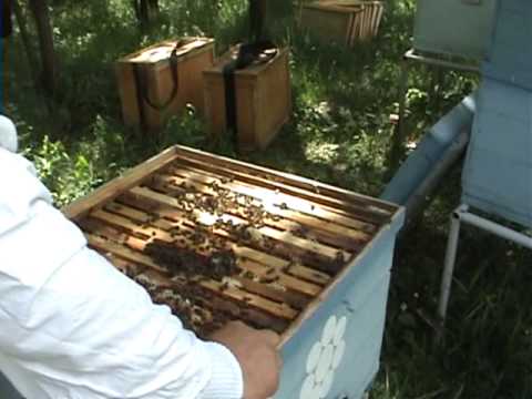 2/5 Apicultura la distanta cu Proful Online - Lucrari de vara la stupina - Sfaturi utile apicultori