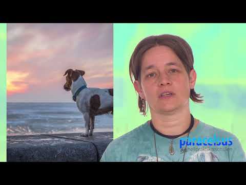 Tierkinesiologie II - Ausbildung an den Paracelsus Schulen