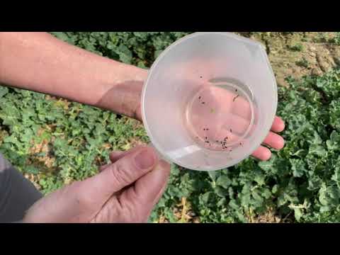 Raps - Glanzkäferbekämpfung