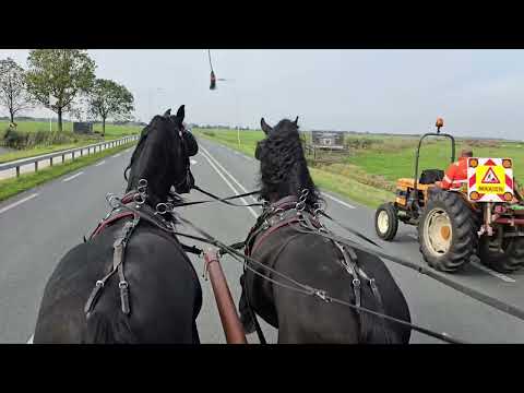 Stal Okkema's pair - Redmer & Simon - Stallions - 2021- 1.63m