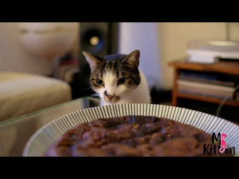 How to Get a Sick Kitten to Eat – 5 Simple Ways