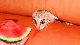 Funniest Animals 😅 New Funny Cats and Dogs Videos 😸🐶 Part 13