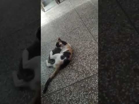 Baby cat and mommy cat