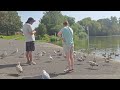 Seagull Frenzy Seagull Nursery Feeding The Gulls