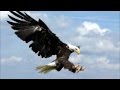 Dominik Eulberg - Adler (Micrologue's Ein Adler ging im Feld spazieren Remix) (Video Clip)
