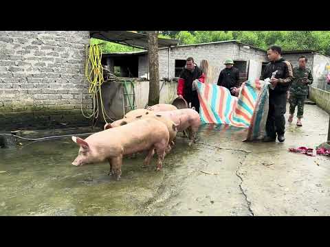 1 day of harvesting and selling more than 100 pigs of a rural farmer #dailyvlog
