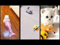Funny Cats 2025 Cat Fight HappyCats Part 4542