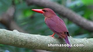 エリグロアジサシ飛来、アカショウビン巣作り(動画あり)