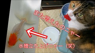 《金魚》なんきん買っちゃったの巻！