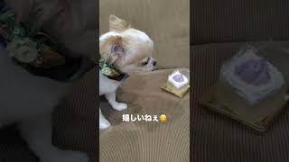 なんで⁉️😂#shorts #犬 #犬との暮らし #犬のいる生活 #犬のいる暮らし #いぬ #いぬのいる生活 #いぬすたぐらむ #いぬのきもち #チワワ #癒し #dog #愛犬 #わんこ