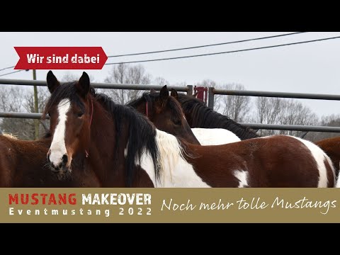 Mustang Makeover 2022 - Auch diese wilden Mustangs wollen nach Deutschland reisen