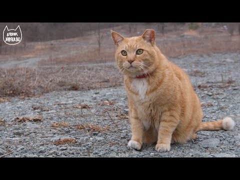 아내를 못 알아보는 버찌