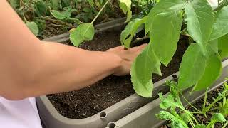 (オーディション用)種まき