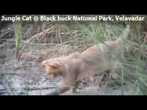 Jungle Cat