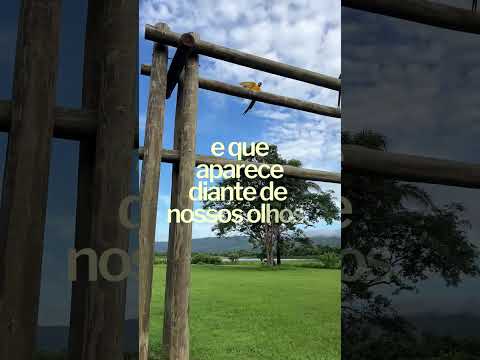 Dia do Cerrado