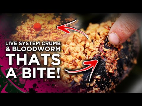 INCREDIBLE AUTUMN AND WINTER BIG CARP FISHING BAIT MIX! 😉