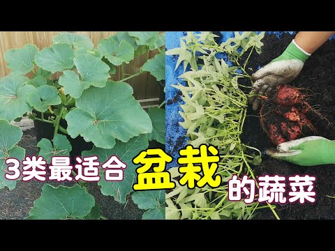 長型花盆適合種什麼