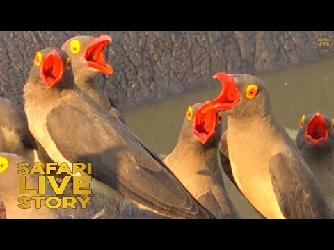 The Oxpeckers role in the Animal Kingdom