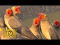 The Oxpeckers Role In The Animal Kingdom