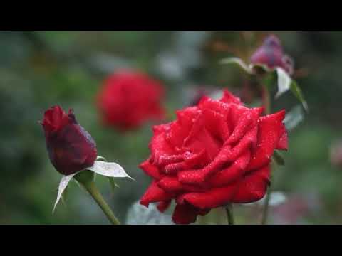 😍View's of natural Beach resorts and flower's😍