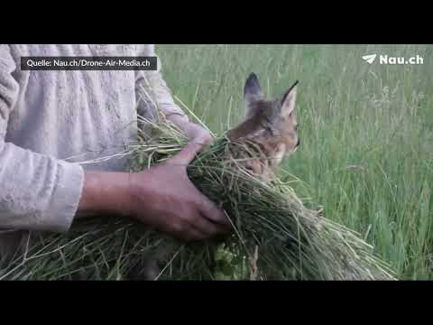 20210628 Interview mit Bernhard Koch, Obmann der Jagdgesellschaft Boppelsen ZH