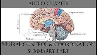 class 11 biology chapter 21 summary part || neural control and coordination