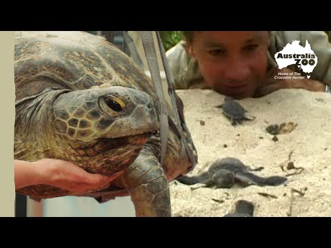 How can you help save sea turtles? | Wildlife Warriors Missions