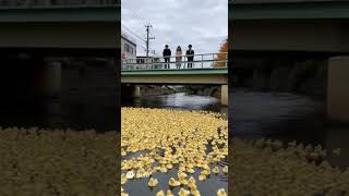 ひよこの川(sora2生成動画)