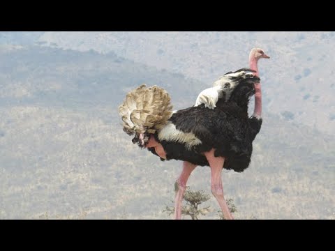 Ostrich mating in Ngorongoro Crater