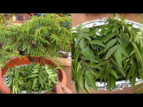 Fresh Curry leaves harvest | terrace gardening | curry leaf plant | Bangalore