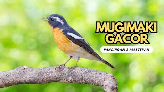 Download lagu SIKATAN MUGIMAKI GACOR ‼️ NGEROLL PANJANG mp3