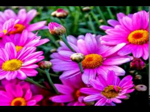 D A I S I E S   -   F L O W E R S   -   !