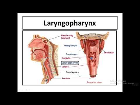 The Pharynx 2 Lecture 5