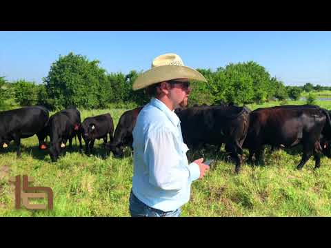Herd Connect Mobile Cattle Management