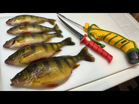 How to Fillet Perch w/ Zero Waste | Electric vs. Normal Knife