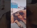 Doggy Doggy Style Daa Song