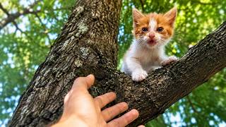We Rescued a Tiny Kitten