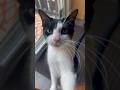Gremlin His Treats Cat Cooper Coopercat Tuxedocat Catshorts Fypシ゚viral Fypyoutube