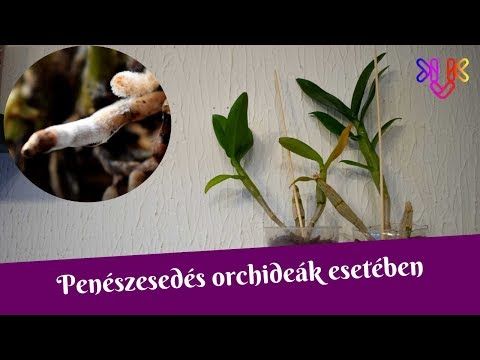 , title : 'Penészes orchidea kezelése | 7 lépés, hogy megszabadulj a nem kívánatos penészedéstől'