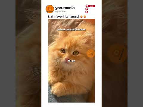 Part2 Kızların vs erkeklerin kedilerine koyduğu isimler.. 😅😂  #komikvideolar #komikyorumlar